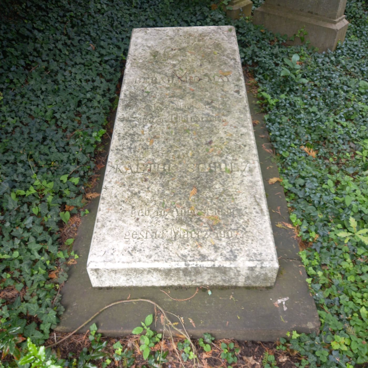 Stark verwitterte liegende Grabplatte Bernhard Mays in einem dichten Efeuteppich auf Friedhof Biebrich